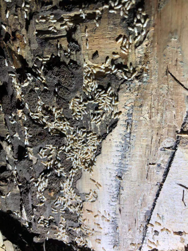 灭白蚁现场(图2)